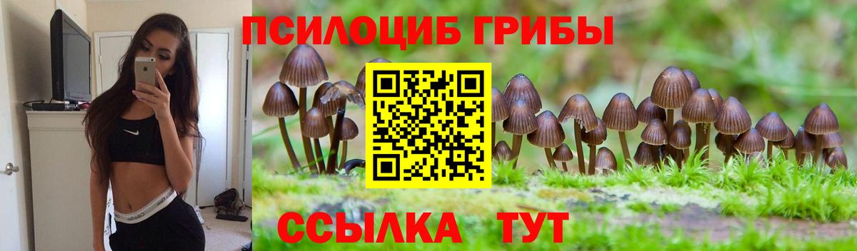 Сосновый Бор  Псилоцибиновые грибы Cubensis  Псилоцибиновые грибы Cubensis  Вход с VPN 